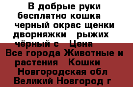 В добрые руки бесплатно,кошка,2.5черный окрас,щенки дворняжки,3 рыжих 1 чёрный,с › Цена ­ - - Все города Животные и растения » Кошки   . Новгородская обл.,Великий Новгород г.